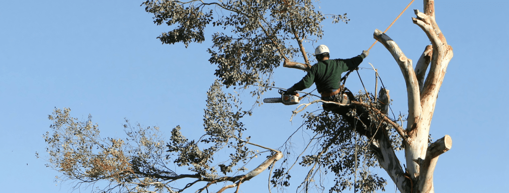 What Helps To Make Tree Service Practical?